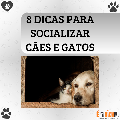 8 Dicas Para Socializar Cães E Gatos
